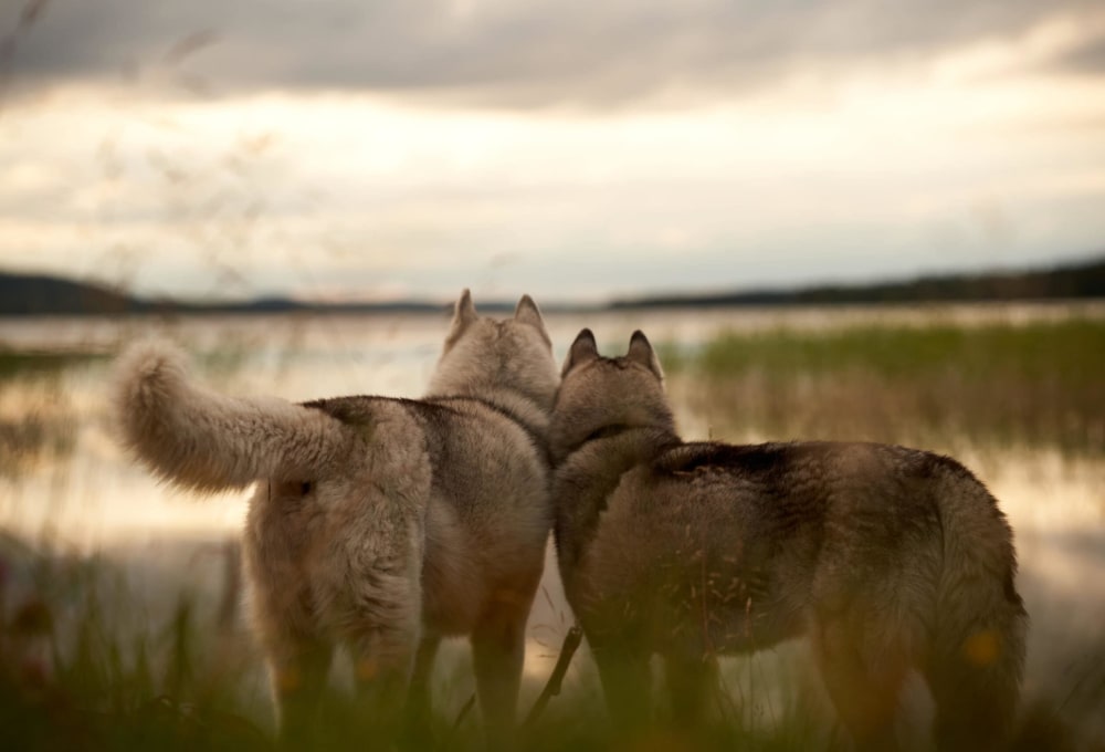 Huskyfarm im Sommer